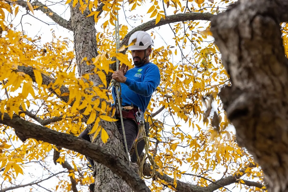 Skilled Tree Pruning crew working in California