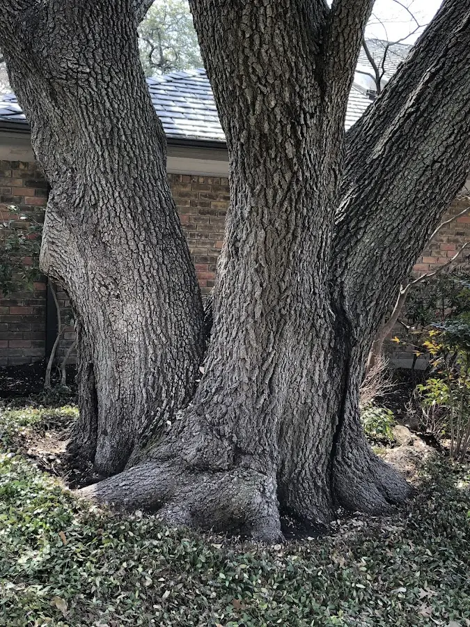 Mature heritage tree close to a California property cared for by certified arborists